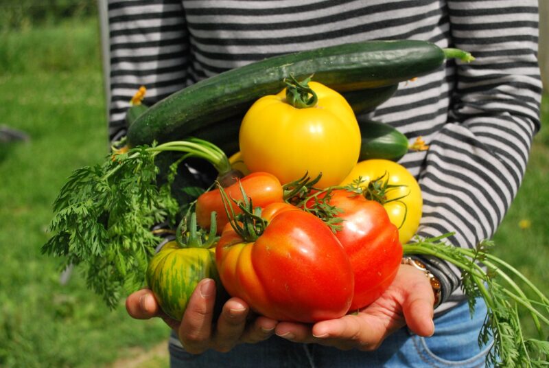 Un potager écologique