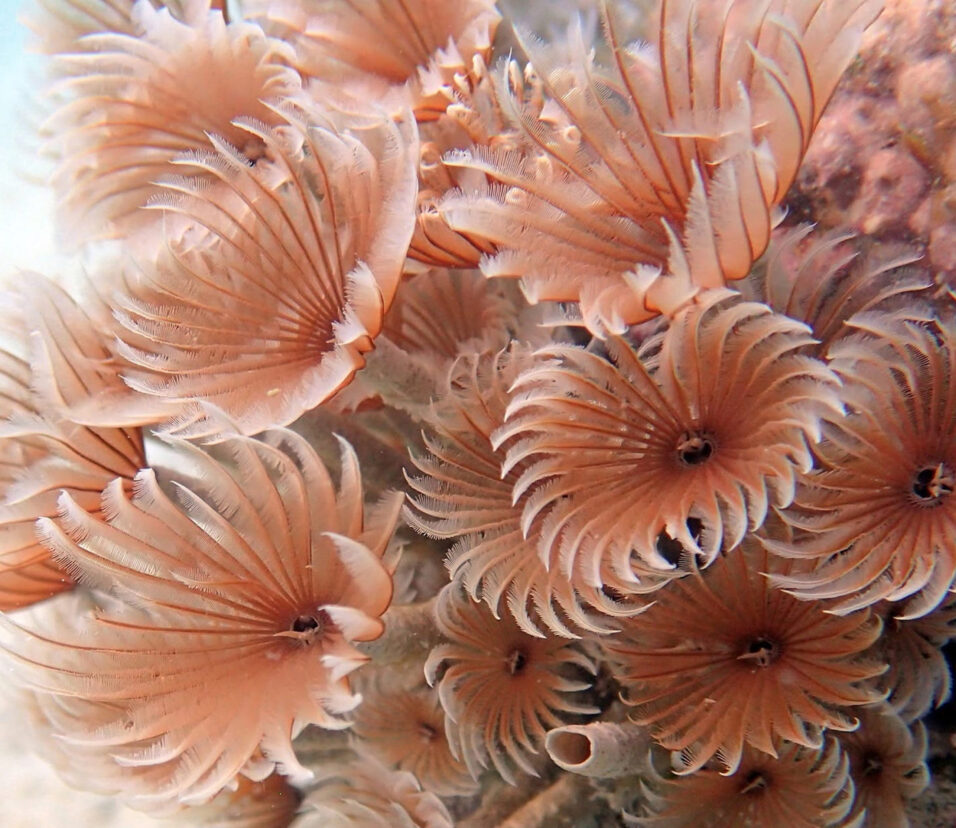 Ecologie des récifs coralliens