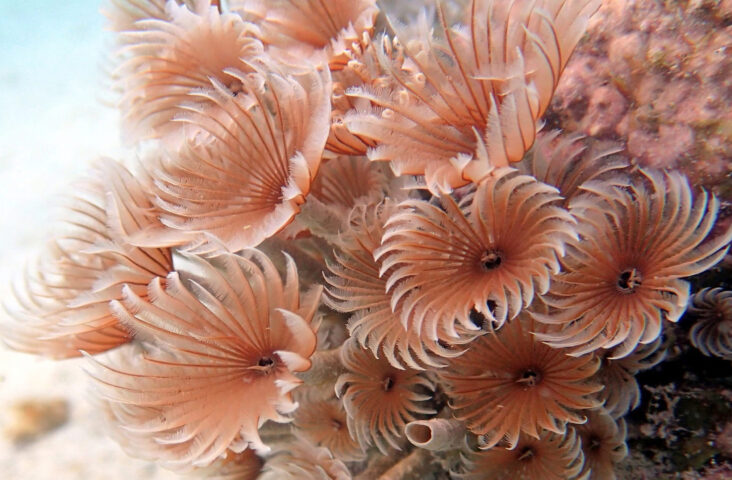 Ecologie des récifs coralliens